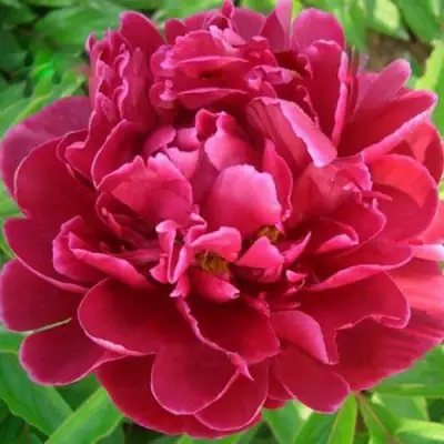 Пион КИТАЙСКИЙ ШЕЛК травянистый в Минске
