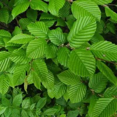 Граб  в Минске