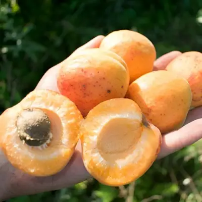 Абрикос ХАРГРАНД в Минске