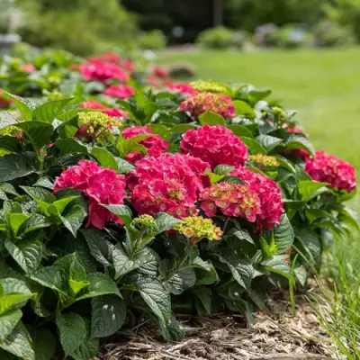 Гортензия ЭНДЛЕСС САММЕР ЛАВ крупнолистная в Минске