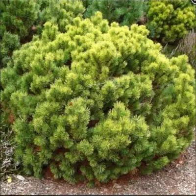 Ель ДАНС ДВАРФ обыкновення в Минске