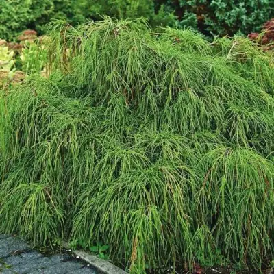 Кипарисовик ФИЛИФЕРА НАНА горохоплодный  в Минске