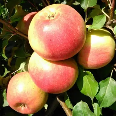 Яблоня ЭМБАССИ в Минске