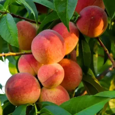 Персик ЗОЛОТОЙ ЮБИЛЕЙ в Минске