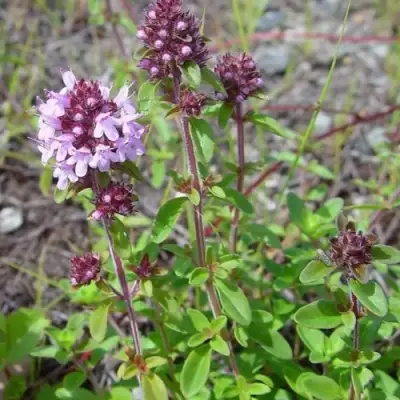 Тимьян яйцевидный в Минске