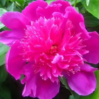 Пион РОЗОВЫЙ БУДДА травянистый в Минске