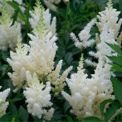 Астильба ХЭППИ ДЕЙ Арендса в Минске