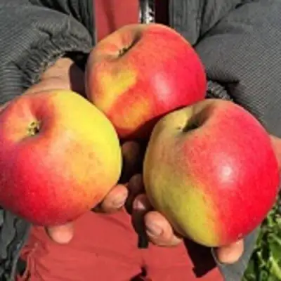 Яблоня СОКОЛОВСКОЕ стелющаяся в Минске