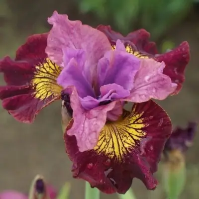 Ирис МИСС ЭППЛ сибирский в Минске