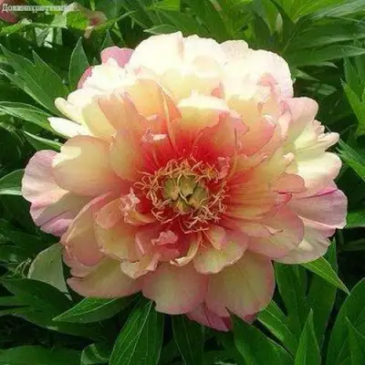 Пион ДЖУЛИЯ РОУЗ ито-гибрид в Минске