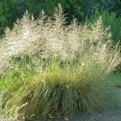 Каплесеменник воздушный в Минске