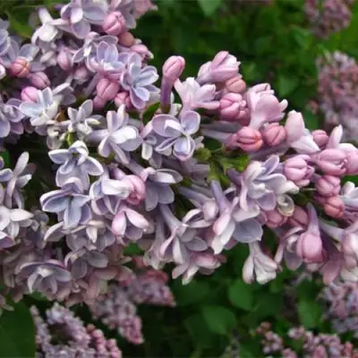 Сирень КОНДОРСЕ в Минске