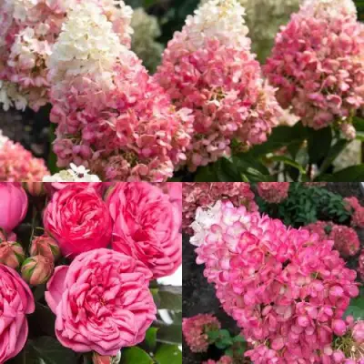 Комплект МАЛИНОВЫЙ ДЕСЕРТ в Минске