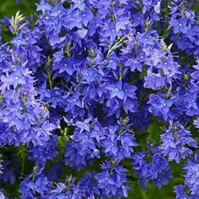 Вероника РОЯЛ БЛЮ большая в Минске