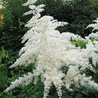 Астильба БРАУТШЛЕЙЕР Арендса в Минске