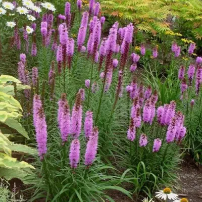 Лиатрис РОЗЕА колосковая в Минске