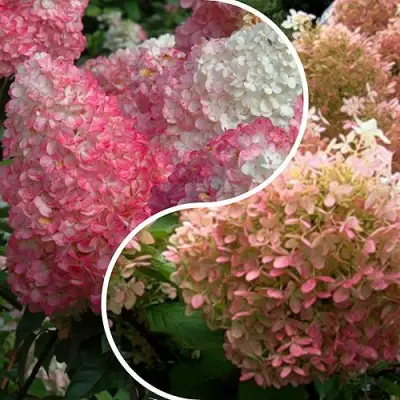 Комплект МАЛИНОВЫЙ ЗАКАТ в Минске