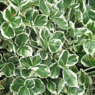 Бересклет ЭМЕРАЛЬД ГАИТИ форчуна  в Минске