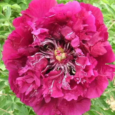 Пион ПУРПУРНЫЙ ОКЕАН древовидный в Минске