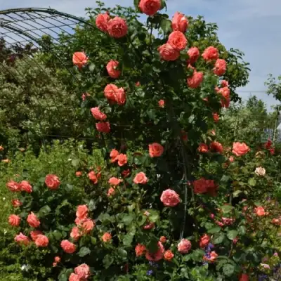 Роза ДИ ДИ БРИДЖУОТЕР плетистая в Минске