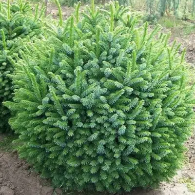 Ель НАНА сербская в Минске