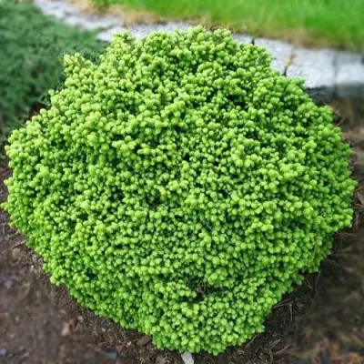 Ель ЛИТЛ ДЖЕМ обыкновенная в Минске