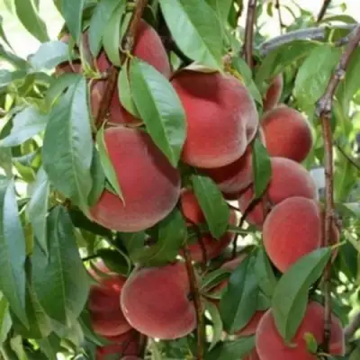 Персик ЮБИЛЕЙ СТОЛИЦЫ колонновидный в Минске