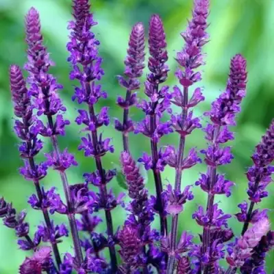 Шалфей КАРАДОНА в Минске