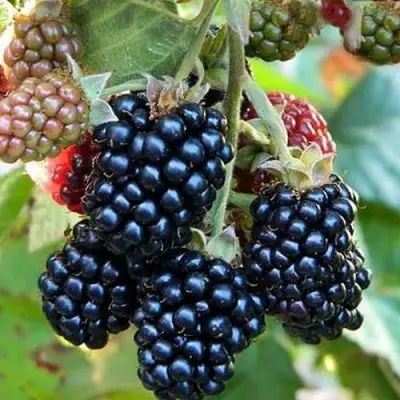 Ежевика ОУАЧИТА бесшипная  в Минске