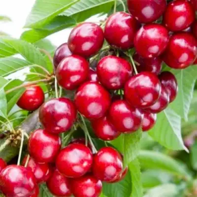 Вишня МАЛЮТКА колонновидная в Минске