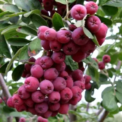 Рябина ТИТАН сладкоплодная  в Минске