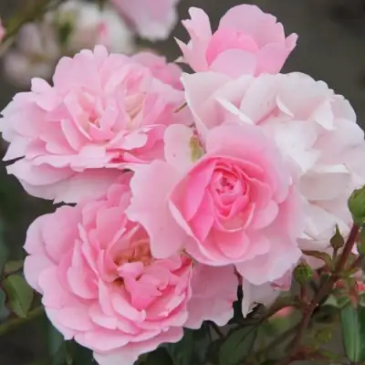 Роза БОНИКА флорибунда в Минске