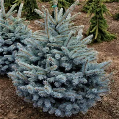 Ель МИСТИ БЛЮ голубая в Минске