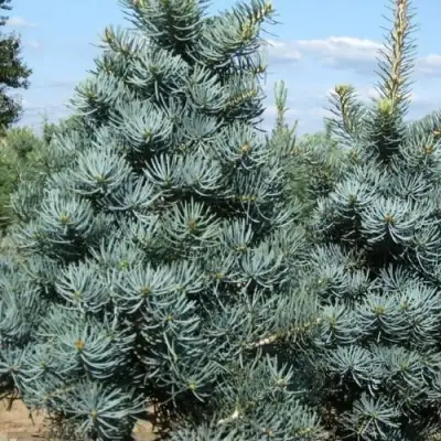 Пихта КОНКОЛОР в Минске