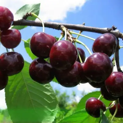 Дюк ЧУДО-ВИШНЯ в Минске