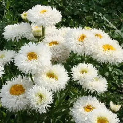 Нивяник КРЕЙЗИ ДЕЙЗИ наибольший в Минске