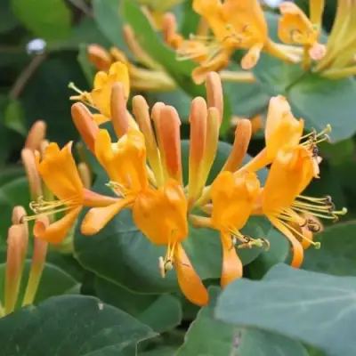 Жимолость ТЕЛЬМАНА в Минске