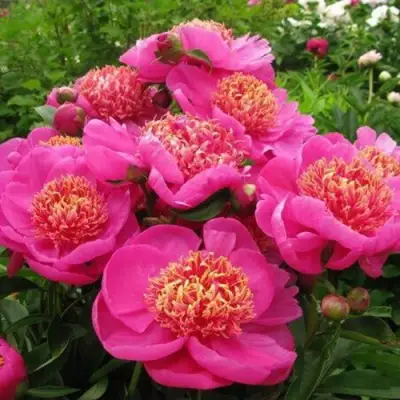 Пион ДОРИН травянистый в Минске