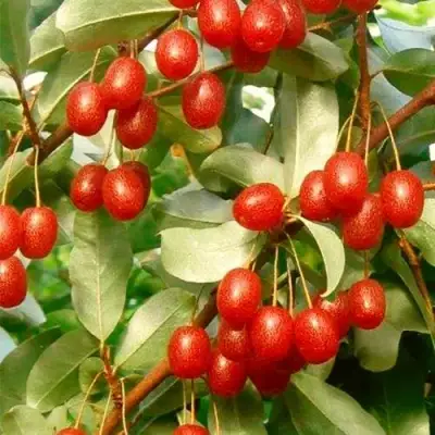 ГУМИ (ЛОХ МНОГОЦВЕТКОВЫЙ) в Минске