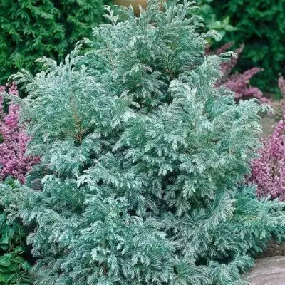 Кипарисовик БУЛЕВАРД горохоплодный в Минске