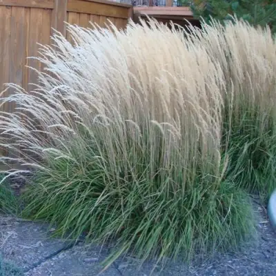 Вейник КАРЛ ФОРСТЕР остроцветковый в Минске