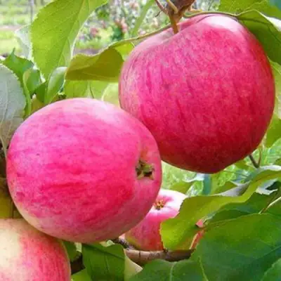 Яблоня РОЗОВЫЙ НАЛИВ в Минске