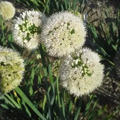 Лук слизун в Минске