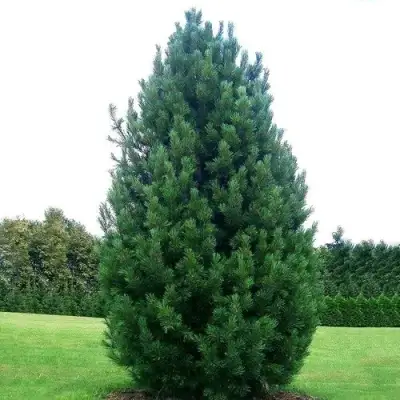 Сосна кедровая европейская в Минске