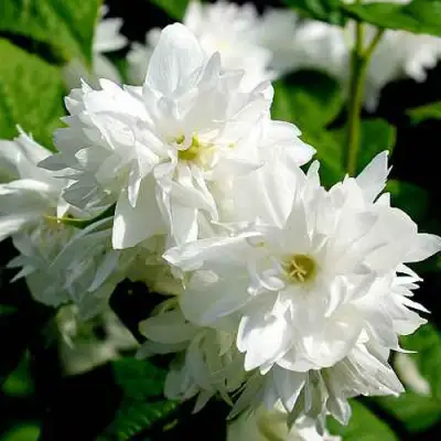 Жасмин ДАМ БЛАНШ в Минске