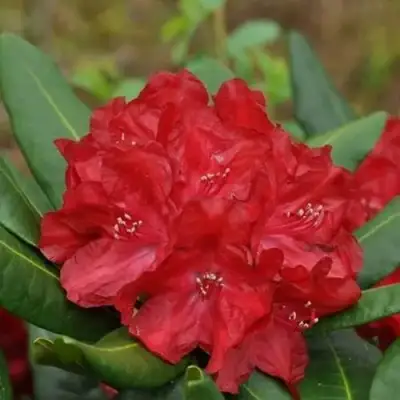 Рододендрон БУЗУКИ в Минске