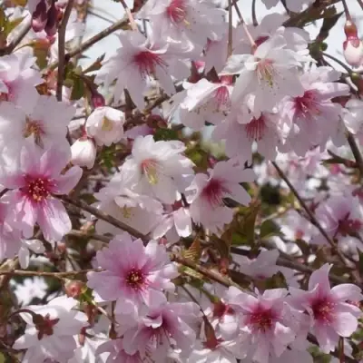 Сакура МИКИНОРИ в Минске