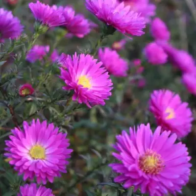 Астра КАРМИНКУППЕЛЬ в Минске