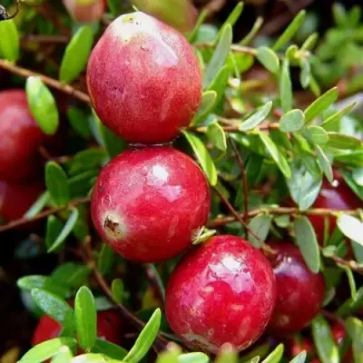 Клюква СТИВЕНС в Минске