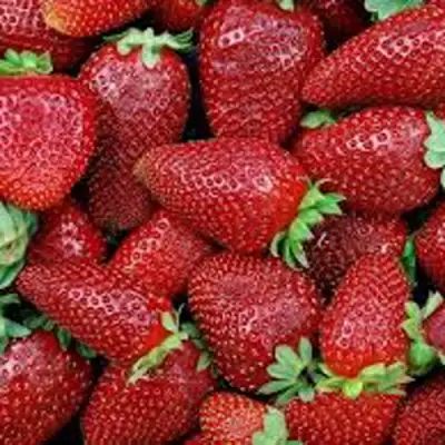 Клубника СКАЛА в Минске